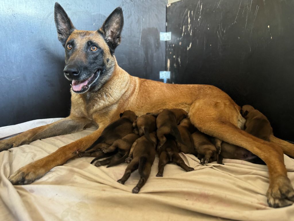 chiot Berger Belge Von Husla Hof