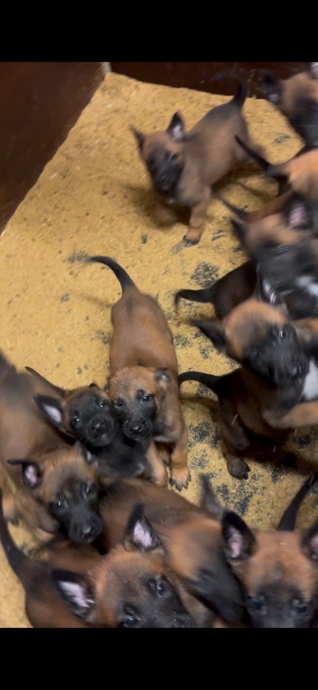 Von Husla Hof - Chiots disponibles - Berger Belge