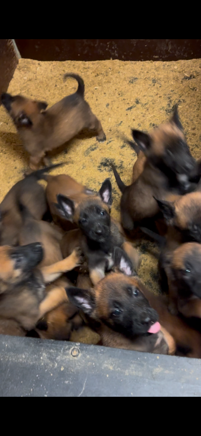 Von Husla Hof - Chiots disponibles - Berger Belge