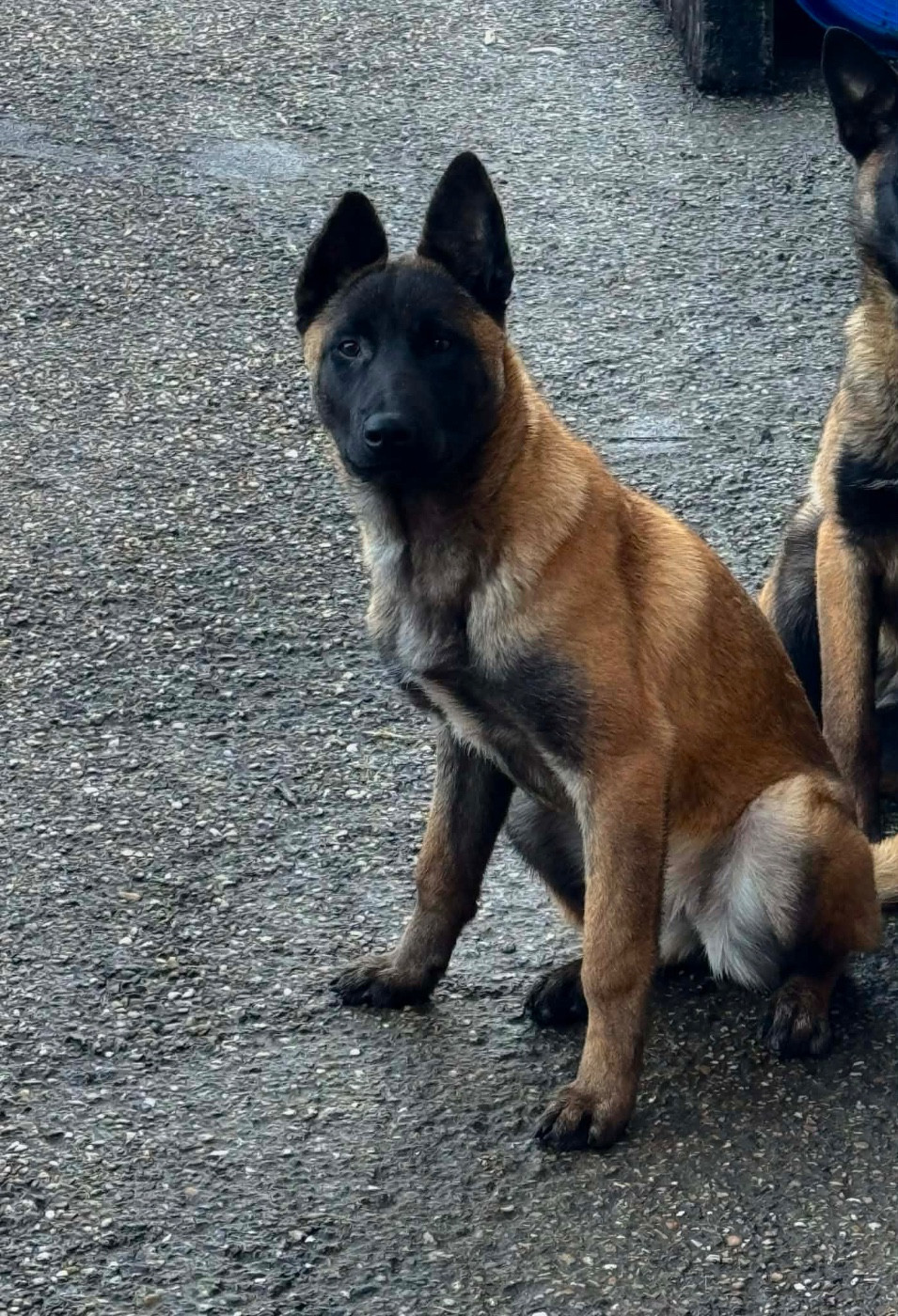 Von Husla Hof - Chiots disponibles - Berger Belge