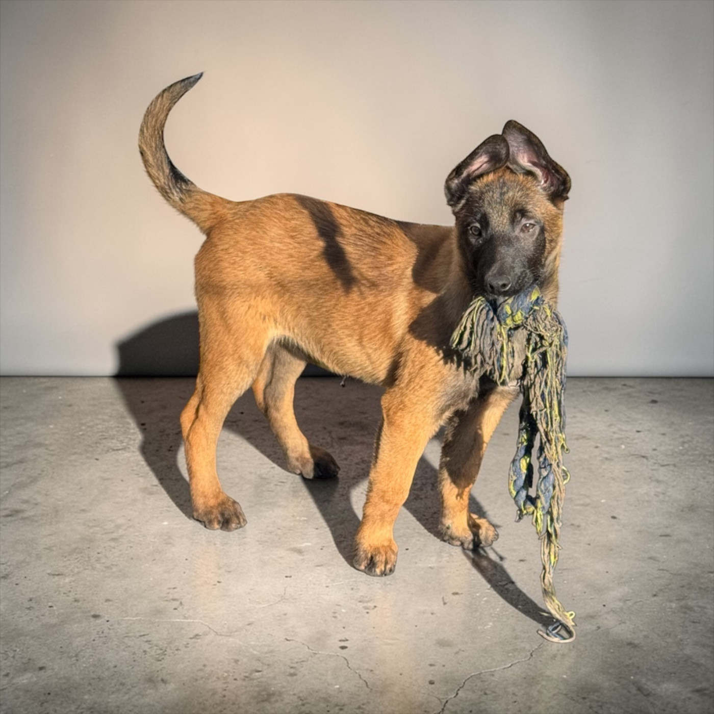 Von Husla Hof - Chiots disponibles - Berger Belge