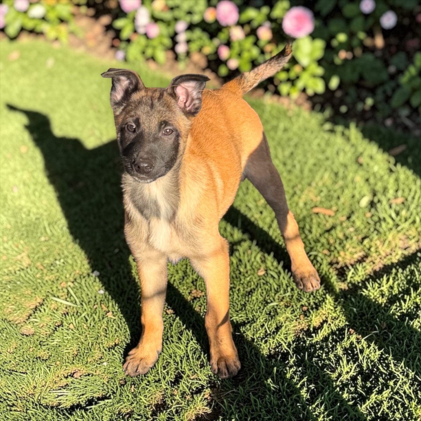 Von Husla Hof - Chiots disponibles - Berger Belge